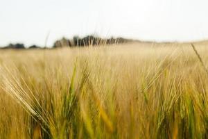 campo de cereal maduro foto