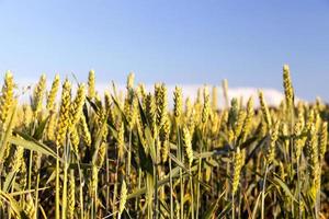 green immature cereals photo