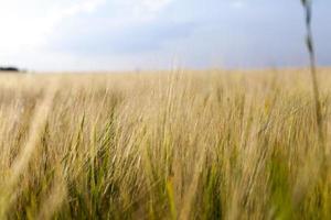 un campo agrícola con un cultivo foto