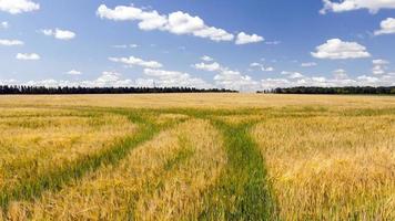 field with traces photo