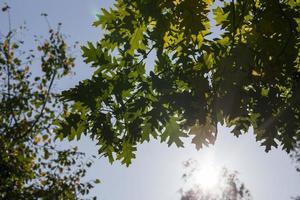 spring oak, close up photo