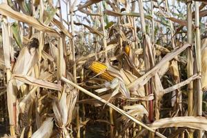 ears of ripe corn photo