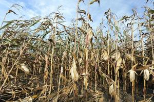 Mature corn, close up photo