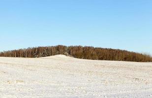 land covered with snow photo