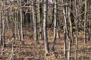 forest trunk, close up photo