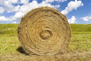 straw grass, close up photo