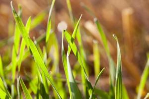 green sprout grass photo