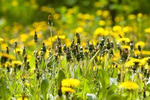 yellow dandelion, close up photo