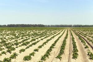 agricultura, campo de patatas foto