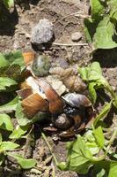 crushed grape snail photo