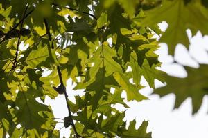 foliage of oak photo