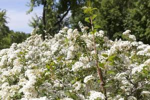 white bush flowers photo