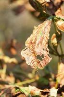 chestnut leaf, close up photo