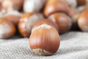 hazelnut shell, close up photo