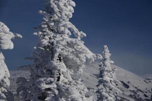 sunny winter morning in the mountains of sheregesh on the ski track photo