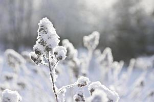 sparks of sunlight in the frosty air during a walk in the winter park on frosty days photo