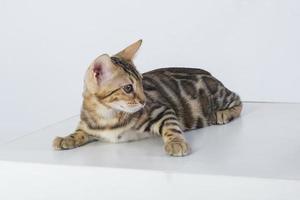 charming bengal cat posing in a photo studio