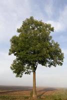 Tree in the fog photo