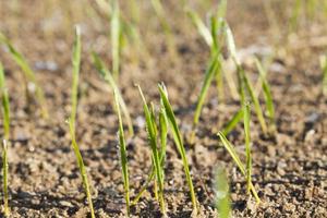 green shoots of wheat cereal photo