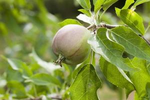 green leaves of apple trees and apples photo