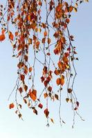 birch in autumn, close-up photo