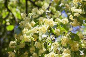 flowering linden trees photo