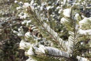 spruce in the snow, winter photo