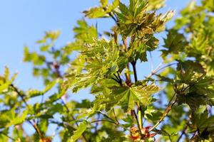 maple tree in the spring photo