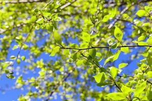 linden leaves, spring photo