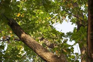 foliage of the oak photo