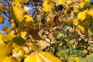 thin dry maple seeds photo