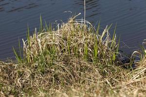 old dry grass photo