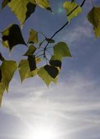 beautiful green foliage photo