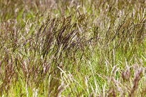 ears of weeds photo