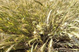 rye ears, close up photo