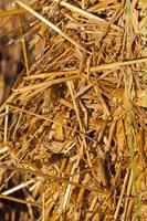 straw after harvest photo