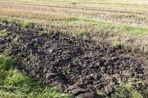 primer plano en la naturaleza foto