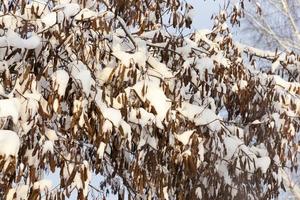 árboles bajo la nieve foto