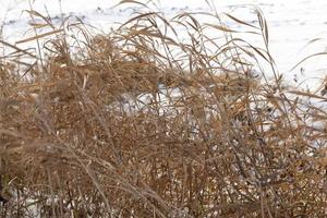 yellow grass winter snow photo