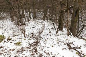 árboles en el bosque de invierno foto