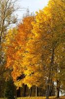 beautiful trees, close up photo