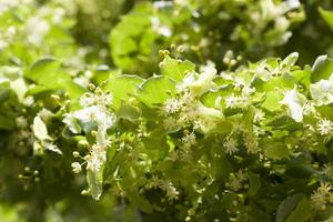 tree flowers, close up photo