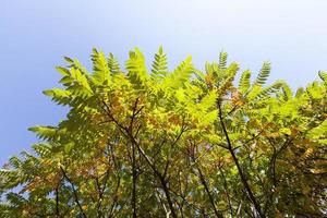 color foliage, close up photo