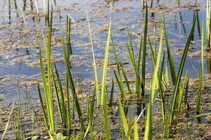 grass on swamp photo