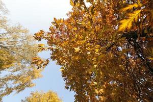 darkened orange foliage photo