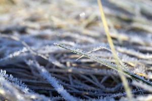 hierba en invierno foto