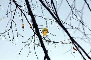 otoño en el bosque foto