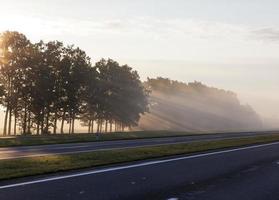 trees during dawn photo