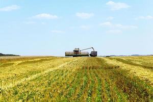 harvesting of cereals photo