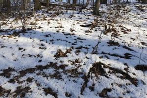 Snow drifts in winter photo